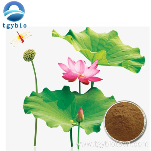 Weight Loss Product Nuciferin Powder Lotus Leaf Extract